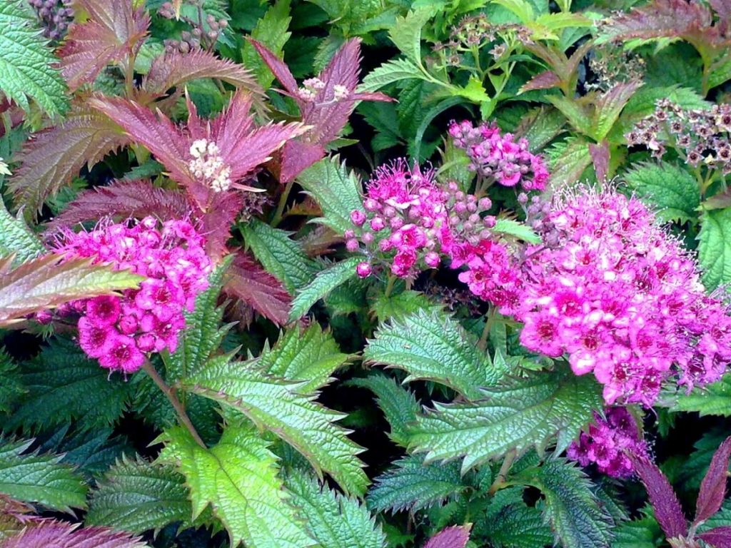 japonica crispa.jpg